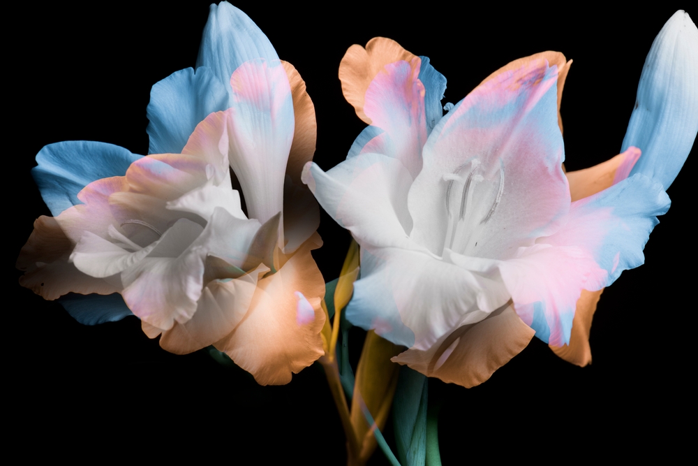 宝くじ買う日はいつがおすすめ？当たる確率アップの買い方について