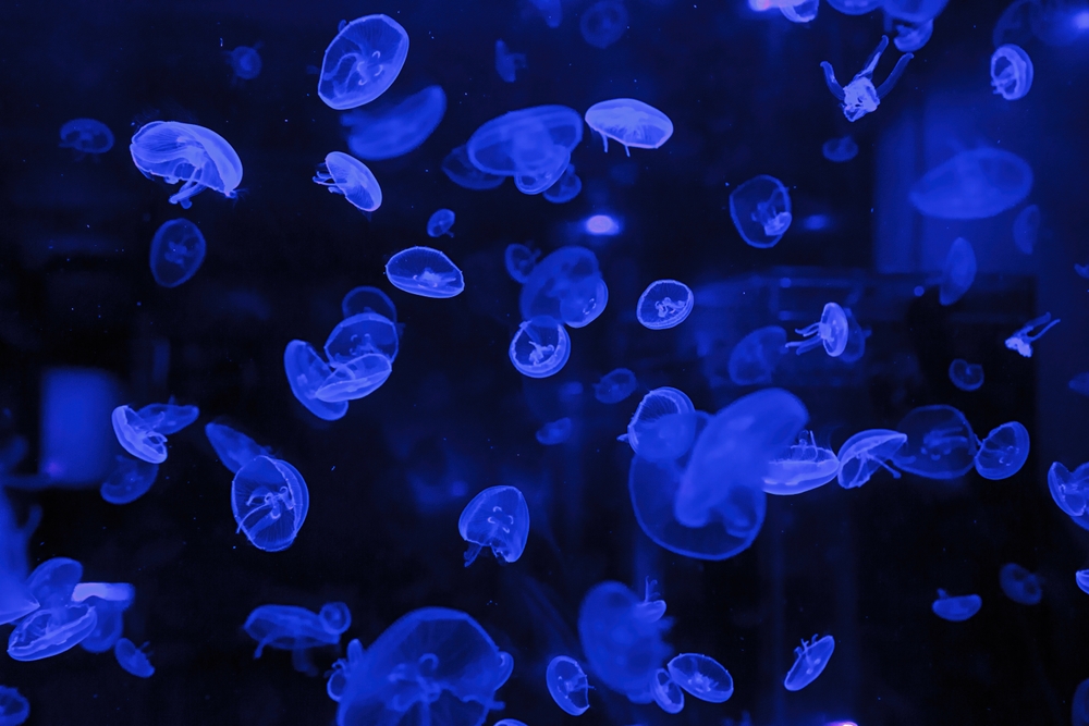 盛り塩の効果は本当に期待できるか？意味・作り方・捨て方を徹底解説