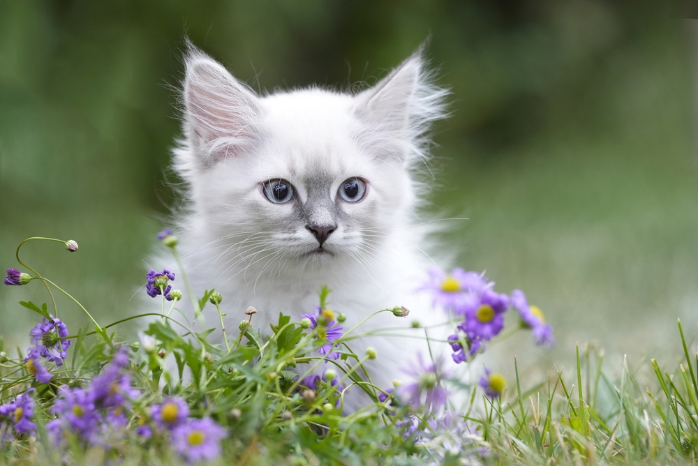 野良猫に出会うスピリチュアルな意味・たびたび遭遇する人はラッキーかも？！