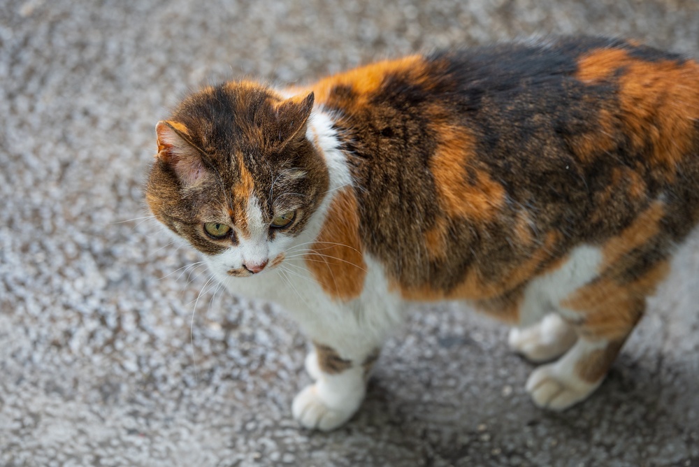 招き猫の効果は本当なの？意味・選び方・手の違いなど徹底解説